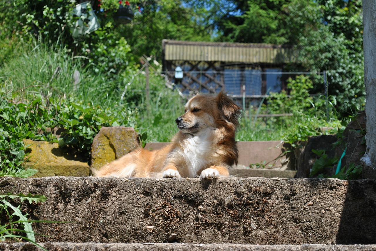 dog lying down in garden