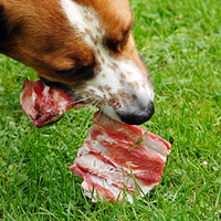 dog eating raw bone