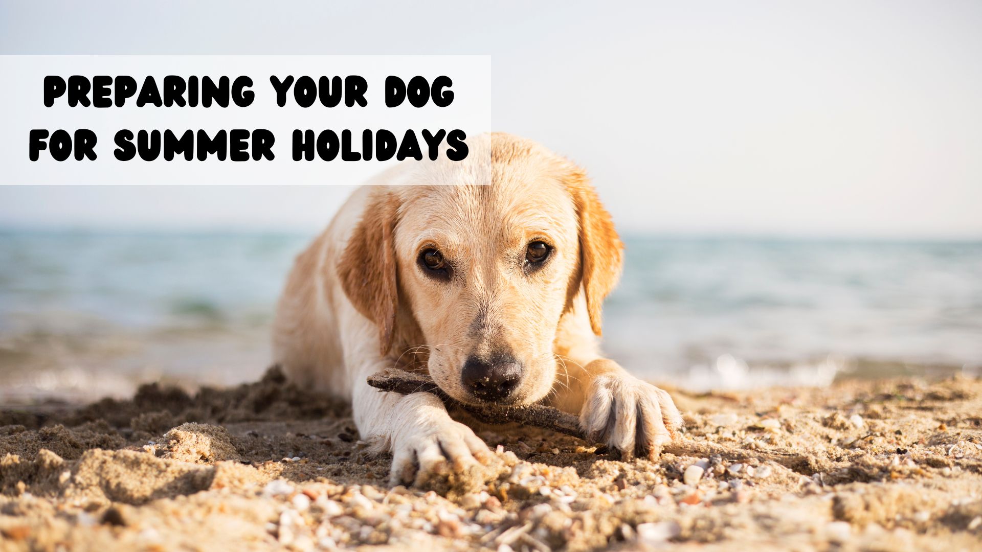 Preparing your dog for summer holidays
