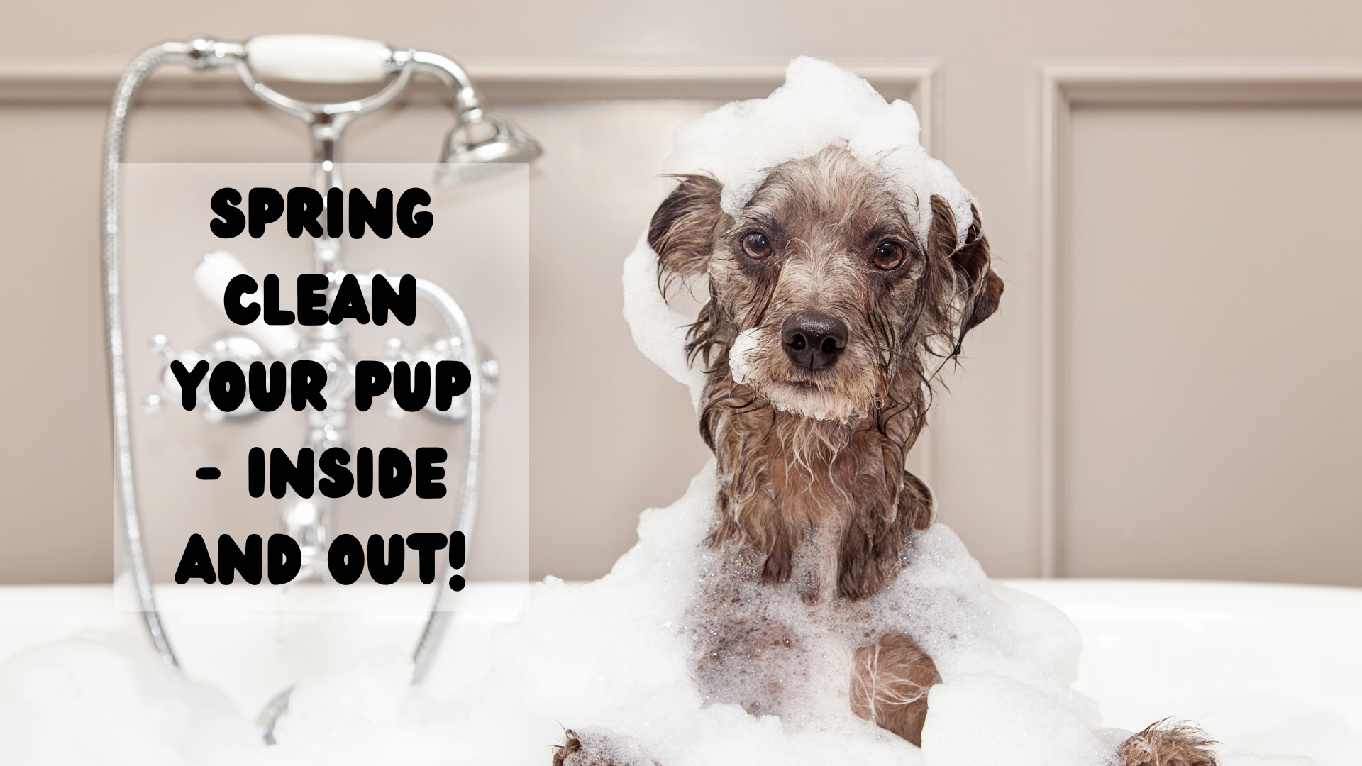 How to give your dog a ‘Spring Clean’ naturally – from the inside, out!