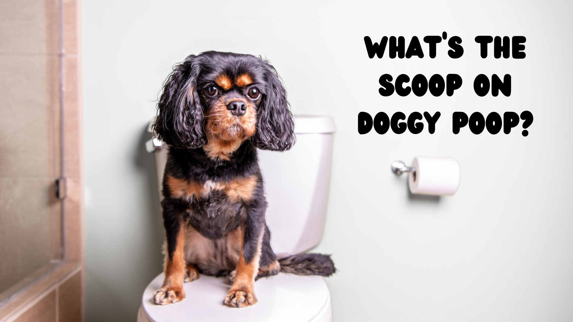 What does healthy dog poop look like?