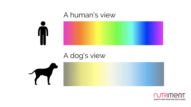 are dogs color blind or not