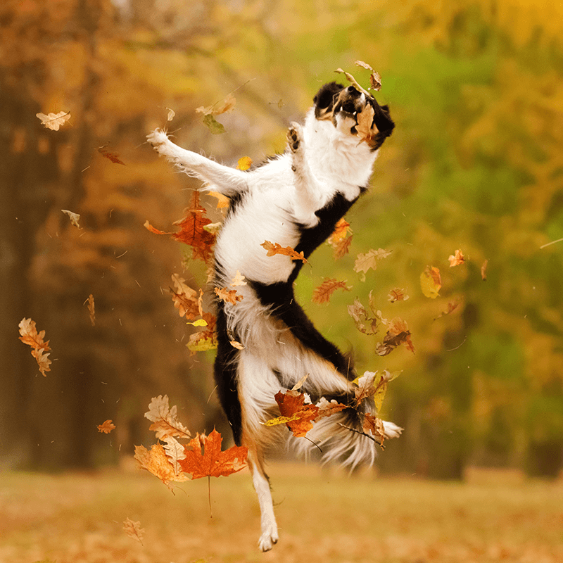Dog_Jumping_with_Leaves