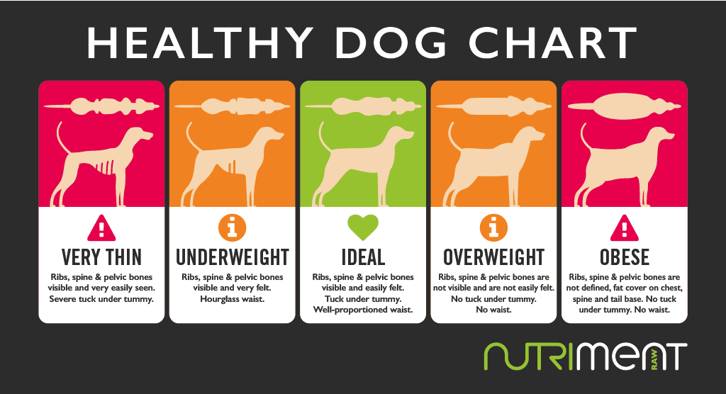 Dog_Weight_Chart