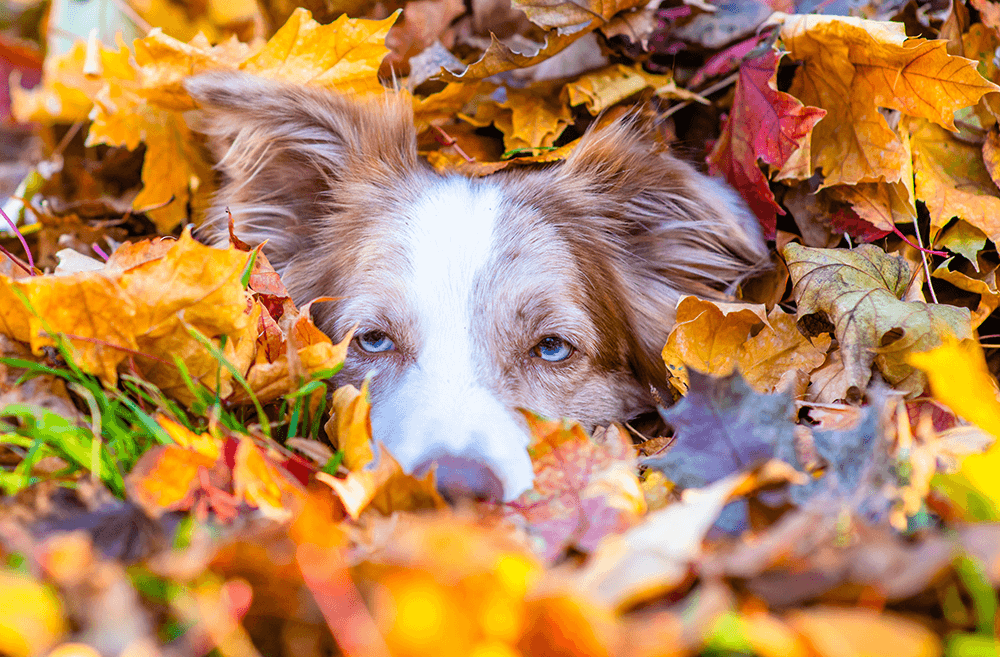Dog_in_Fall_Leaves