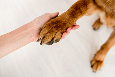 Hand_holding_paw