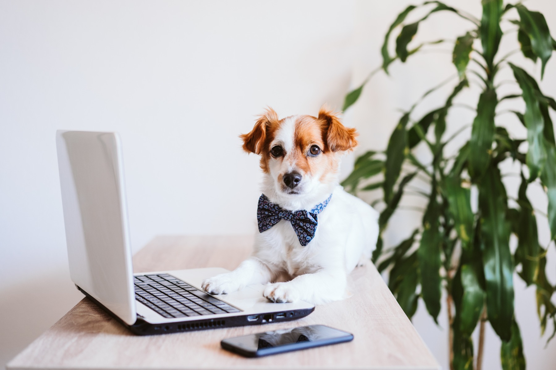 Dog working with laptop and phone as a nutritional advisor