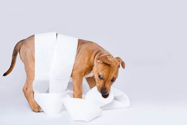 Puppy_playing_with_Toilet_Paper