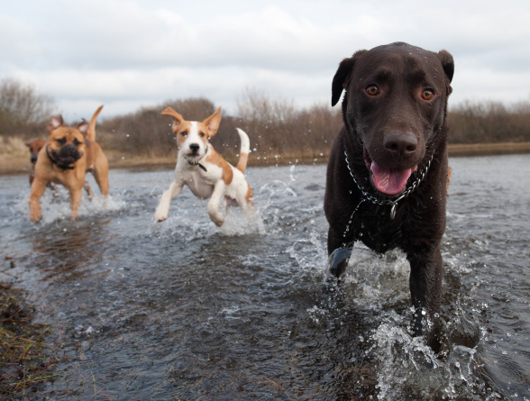 healthy dogs running through stream