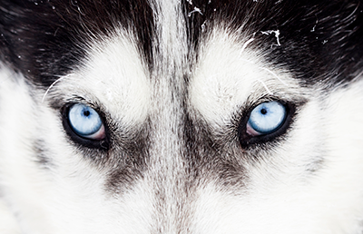 husky_blue_eyes