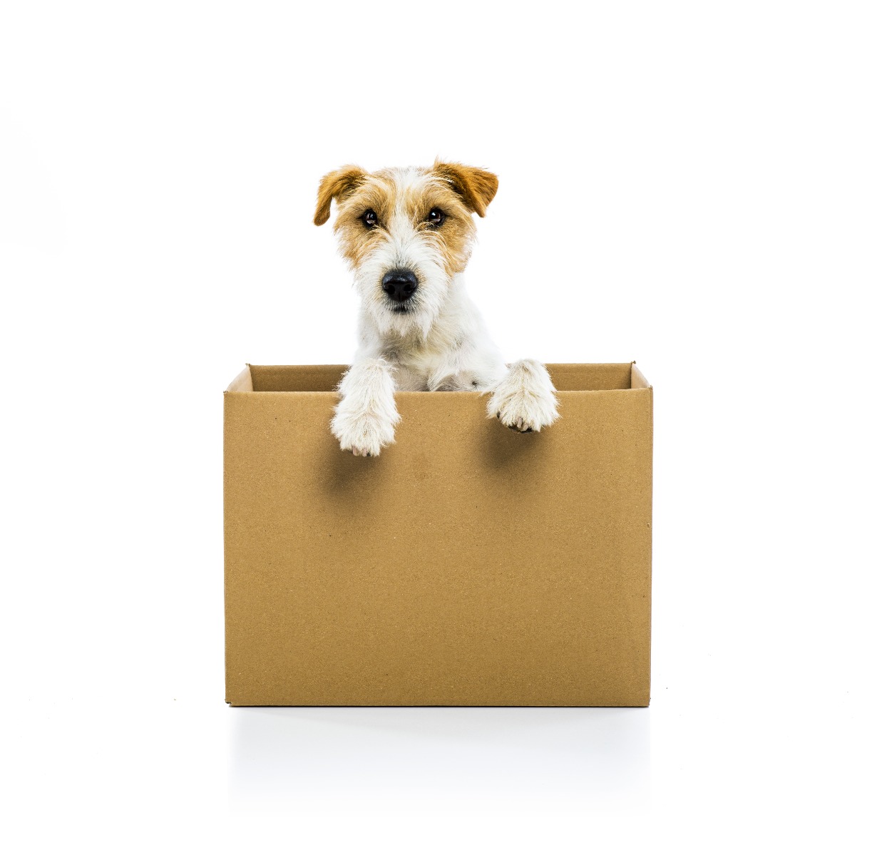 dog inside box